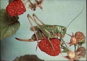 Cartolina donazione ostello della gioventù motivo animali animali insetti TAMPONE - Foto 1 di 2