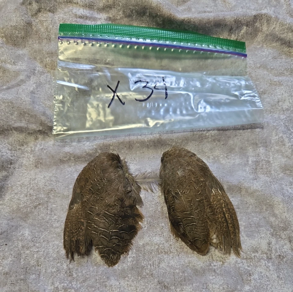 1 комплект перепелиных крыльев - x34 - Изображение 1 из 1