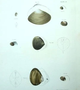Fruits de mer Coquilles Coquillage Histoire naturelle Lithographie XIXème - Imagen 1 de 1