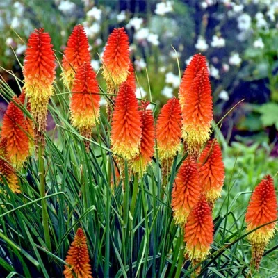 20 "RARE DWARF" FIRE DANCE Torch Lily Flower Seeds Kniphofia hirsuta Hardy Plant - Image 1 of 4