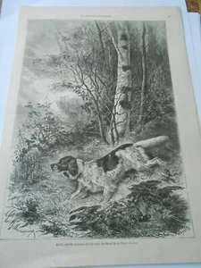 Gravure 1879 - chien Lucy setter Laverack de pur sang - Picture 1 of 1