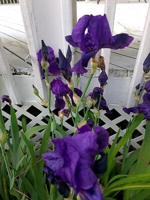 2 IRIS BULBS w/roots Ready to Plant,  Black Purple Color - Image 1 of 2