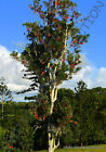 FIREWHEEL TREE stenocarpus sinuatus @J@ rare exotic flowering trees seed 5 SEEDS