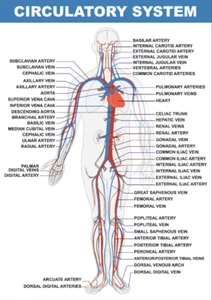 Medical Learning Circulatory System Human Wall Poster Print Anatomy Visual Aid - Picture 1 of 1