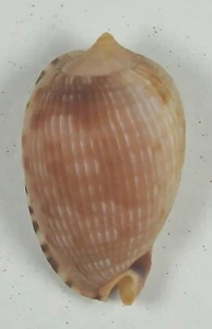 CYPRAECASSIS TESTICULUS 29.55mm BEAUTIFUL SPECIMEN Brasil - Picture 1 of 2