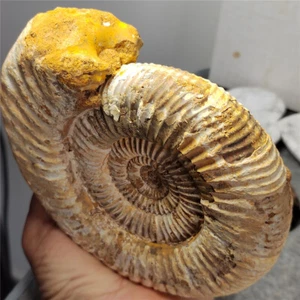 2.18lb Natural conch fossil ammonite specimens of Madagascar G455 - Picture 1 of 8