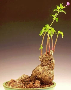 Caudex MIRABILIS JALAPA exotic fragrant bonsai rare plant flower seed - 25 seeds - Picture 1 of 2