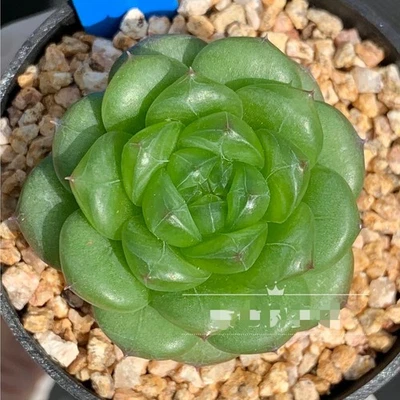Echeveria  Amazing Green about 4cm succulent  - Image 1 of 4