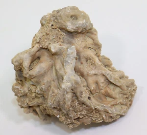 Crinoid Root, Silurian, Wenlock, Hunninge, Gotland, Sweden -k223 - Picture 1 of 4
