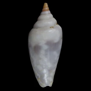 MITRA (Imbricaria) CONULARIS (Olango Isl., Philippines) 18.6mm #47615 - Picture 1 of 3