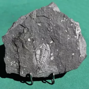 Trilobit mit außergewöhnlicher Versteinerung Bolivien Silur Kettneraspis aracana - Bild 1 von 12