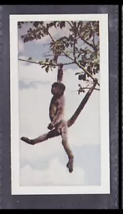 WOOLLY MONKEY - 65 + year old English Trade Card # 10 - Picture 1 of 2