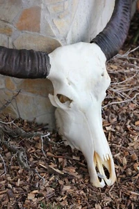 ECHTER Wasserbüffel-Schädel mit Hörnern – Bullenkopf Longhorn Stier - Bild 1 von 4