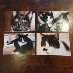 Black & White Cats, NSAL / PDSA Charity Animal Postcards Bundle x4, Unposted. - Picture 1 of 10