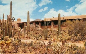 Arizona Sonora Desert Museum Cactus Garden Mountain Park Tucson,AZ Vtg Postcard  - Picture 1 of 2