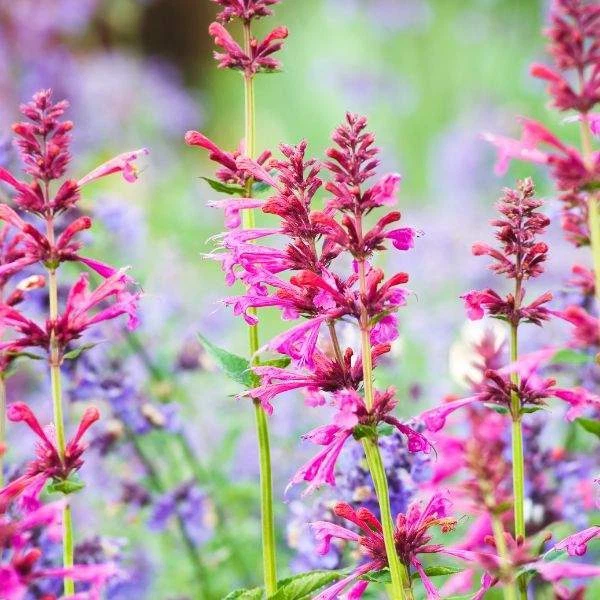Agastache/Colibrí Menta/Planta viva de hisopo, planta de inicio saludable para la venta Foto 1 de 4