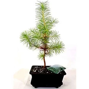 Japanese Black Pine Tree live seedling Pruned for pre bonsai 6 inch Live plant - Picture 1 of 3