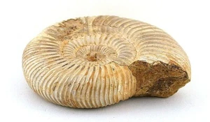 LARGE 2 7/10 INCH x 2 1/3 INCH 4.14 OUNCE AMMONITE FOSSIL MOROCCO EBS7087/10123 - Picture 1 of 4