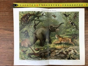 1 CHROM Brett Jahr 1890 Orientalische Fauna Fauna Elefant Tiger etc... - Bild 1 von 3