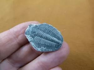 (F704-1) Trilobite fossil trilobites extinct marine arthropod I love fossils - Picture 1 of 1