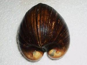 GLOSSUS HUMANUS AMAZING - Picture 1 of 3