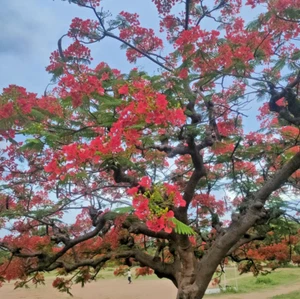 100 ROYAL POINCIANA Seeds (Delonix regia) Perennial Flame Tree Plant Seeds - Picture 1 of 3