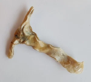Awesome Hammer Oyster Shell Display Specimen 7" - Picture 1 of 7