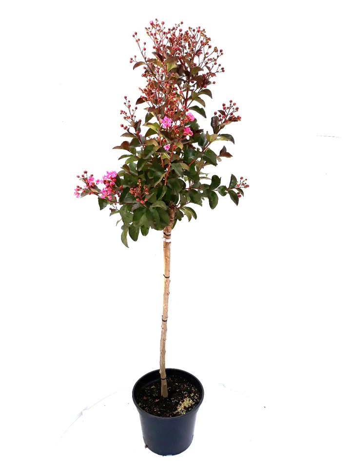Kreppmyrte, Lagerstroemia indica Rhapsody in Pink (Höhe: 140-150 cm) + Dünger - Bild 1 von 1