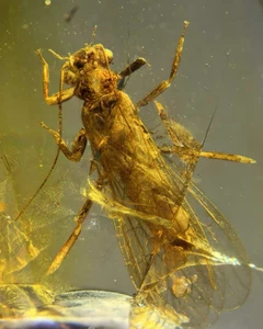 Cretaceous Fossil Burmese amber burmite Stone fly insect amber Fossil Myanmar - Picture 1 of 7