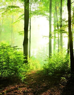 Marburg Tapete 47221 grün Wald Laubwald Wandbild Paneele Wandpaneele Vlies  - Bild 1 von 3