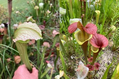 2024 Sarracenia Seed: Jessica x Waccamaw - Image 1 of 4