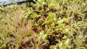 plantes carnivores dionaea muscipula typical  10 x  plantes  10 x living plants - Imagen 1 de 1