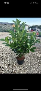 Cherry Laurel Hedging Plants X50 3FT FREE UK DELIVERY🇬🇧 - Picture 1 of 1