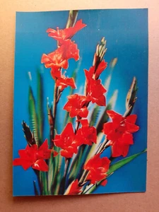Vintage 3D Lenticular Postcard PK-244, GLADIOLUS, TOPPAN, Zurich - Picture 1 of 2