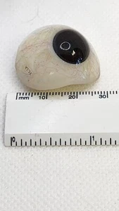 AO unvollendete dunkelbraune Augenprothese "Glas" - Bild 1 von 11