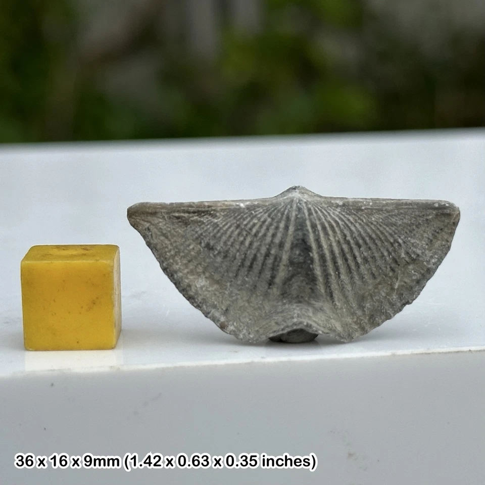 Winged brachiopod fossil (mucrospirifer thedfordensis) - middle devonian, - Image 1 of 1