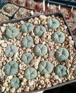 Anhalonium wiliamsi seed mix, 10+ seeds, harvest 2024. - Picture 1 of 4