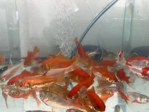 10+ Live Fish Goldfish- Size 1.5 -2 Inch(FREE - Shipping) - Picture 1 of 5