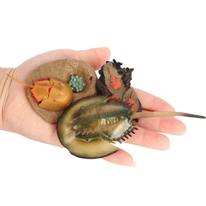 Lifelike Crab Growth Life Cycle Insect Model Kids Early Teaching Toy - Afbeelding 1 van 12