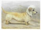 Dandie Dinmont Terrier - Color Postcard Dog Art Print - Matted 