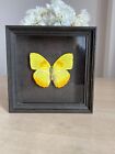 Real Butterfly in frame, Real yellow butterfly framed taxidermy - Phoebis philea