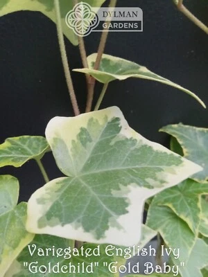 10 English Ivy 'Goldchild' Plants - Hedera helix - Size 2 Plants - Live Plants - Image 1 of 4