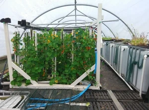 Commercial Aquaponic System available - Picture 1 of 3