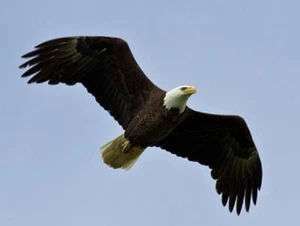BALD EAGLE #3 REFRIGERATOR LOCKER GLOSSY MAGNET CHRISTMAS MAN CAVE GIFT AMERICA - Picture 1 of 1