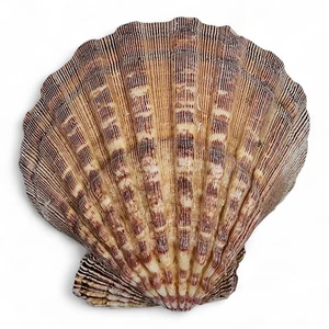 Löwentatze ganze Muschel Mexiko 193,9 Gramm tolle Qualität - Bild 1 von 2