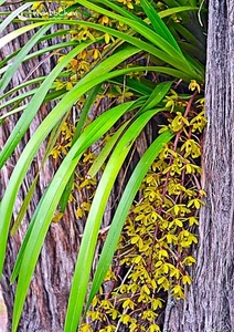 SPECIES ORCHID Cymbidium suave APQ # 054026 - Picture 1 of 5