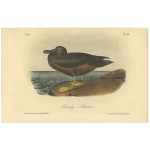 Audubon Birds Octavo 2ª Ed 1856 h/c Litografía Pl 454 Albatros Oscuro - Imagen 1 de 2