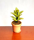 Dolls House Miniature:  Plant in Pot :12th scale