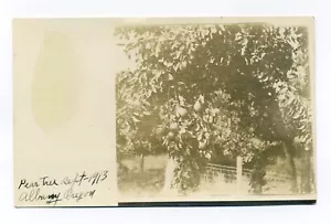 Postal de Albany Oregon, Pear Tree, septiembre de 1913 RPPC - Imagen 1 de 2