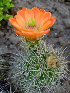 Scarlet Hedgehog Cactus - Echinocereus coccineus - 5+ seeds - Semillas - W 098 - Picture 1 of 1